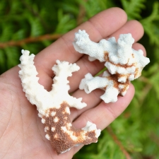 Valge korall (65x36x18mm)